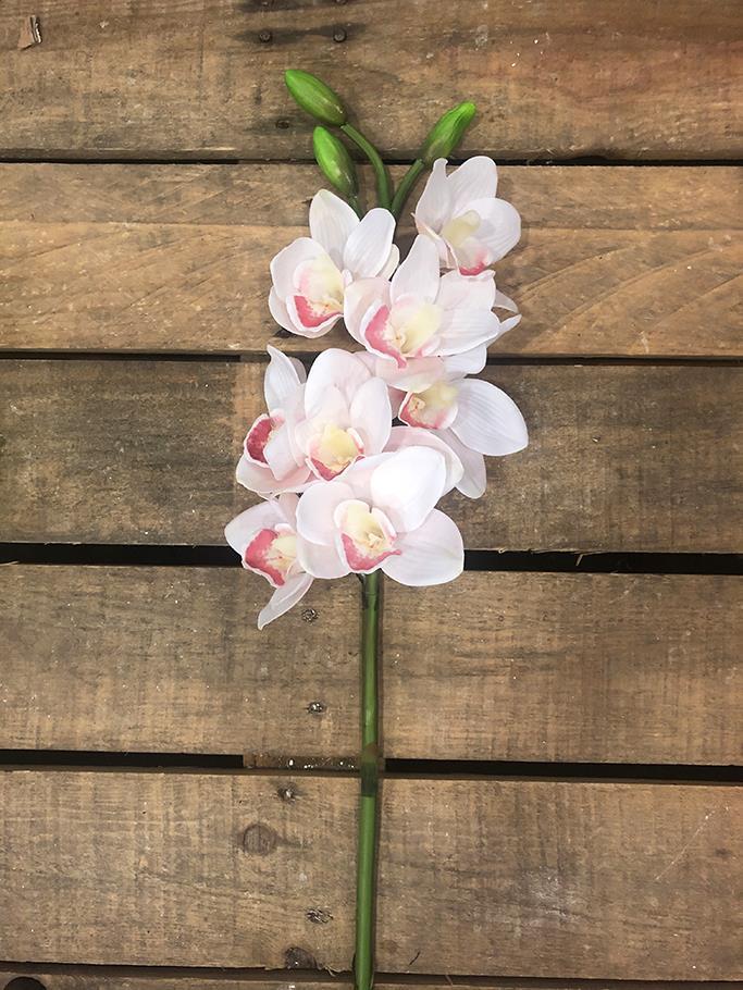 CYMBIDIUM 8FIORI E 3BOCCIOLI 77CM. CREMA