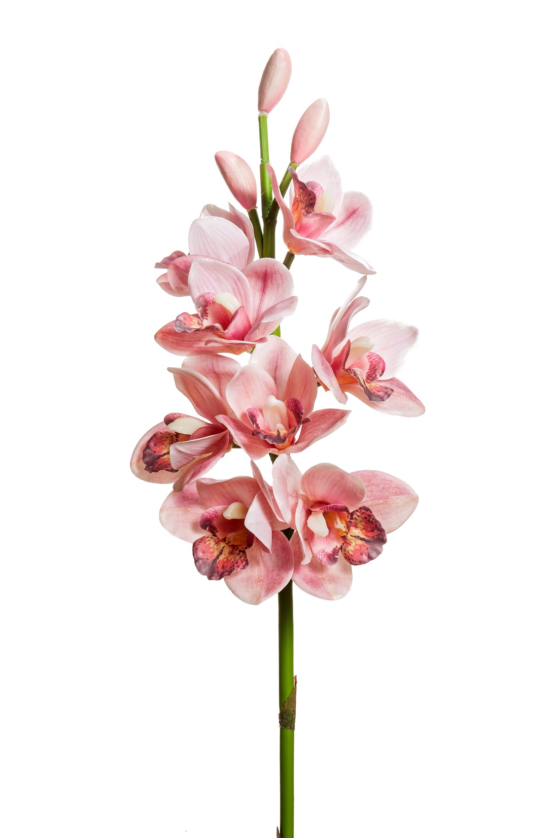 CYMBIDIUM 8FIORI E 3BOCCIOLI 77CM. PINK