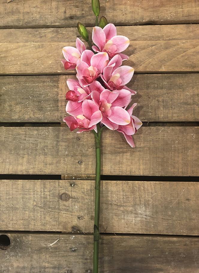 CYMBIDIUM 8FIORI E 3BOCCIOLI 77CM. BEAUTY