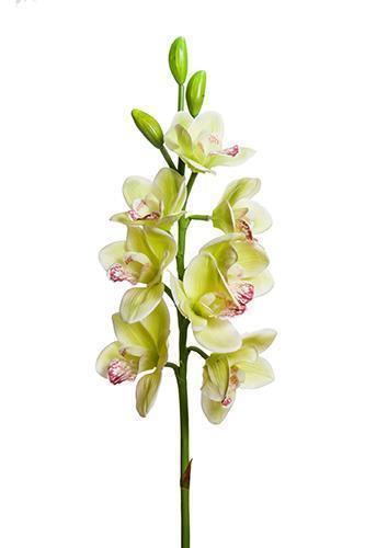 CYMBIDIUM 8FIORI E 3BOCCIOLI 77CM. GRN