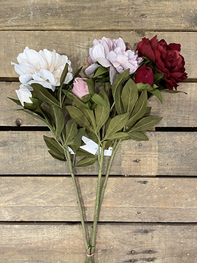 PEONY ROYAL VELVET X2 75CM. 3PZ.ASS.