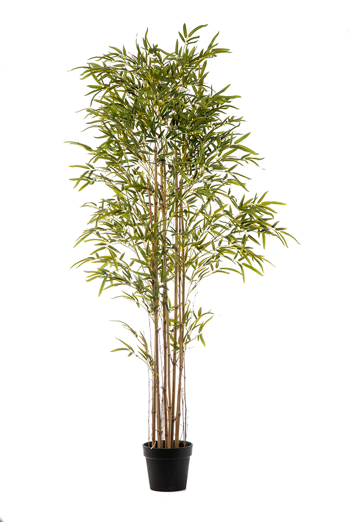 PIANTA BAMBOO 2500 FOGLIE H180CM.