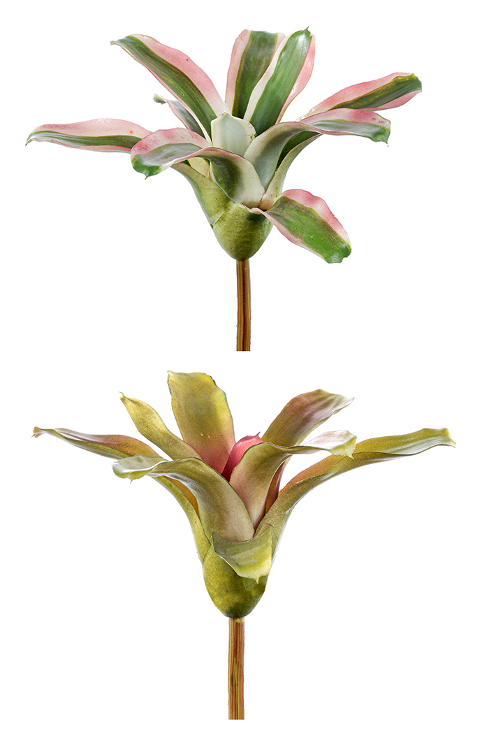 PIANTINA NIDULARIUM 20CM. ROSA