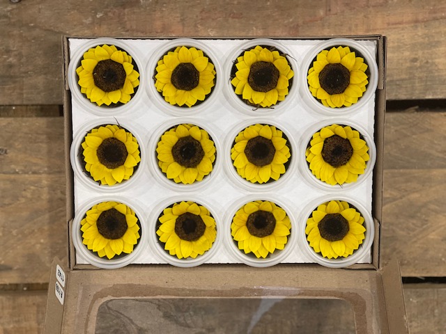GIRASOLE STAB. 12PZ. MISURA S GIALLO ---NETTO---