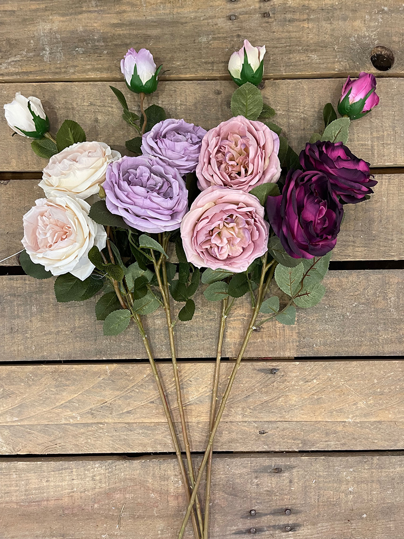 ROSA CABBAGE AUTUMN X3 77CM. 4PZ.ASS.