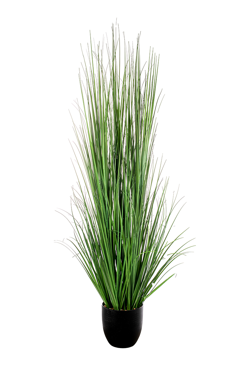 PIANTA GRASS H.140CM. C/VASO