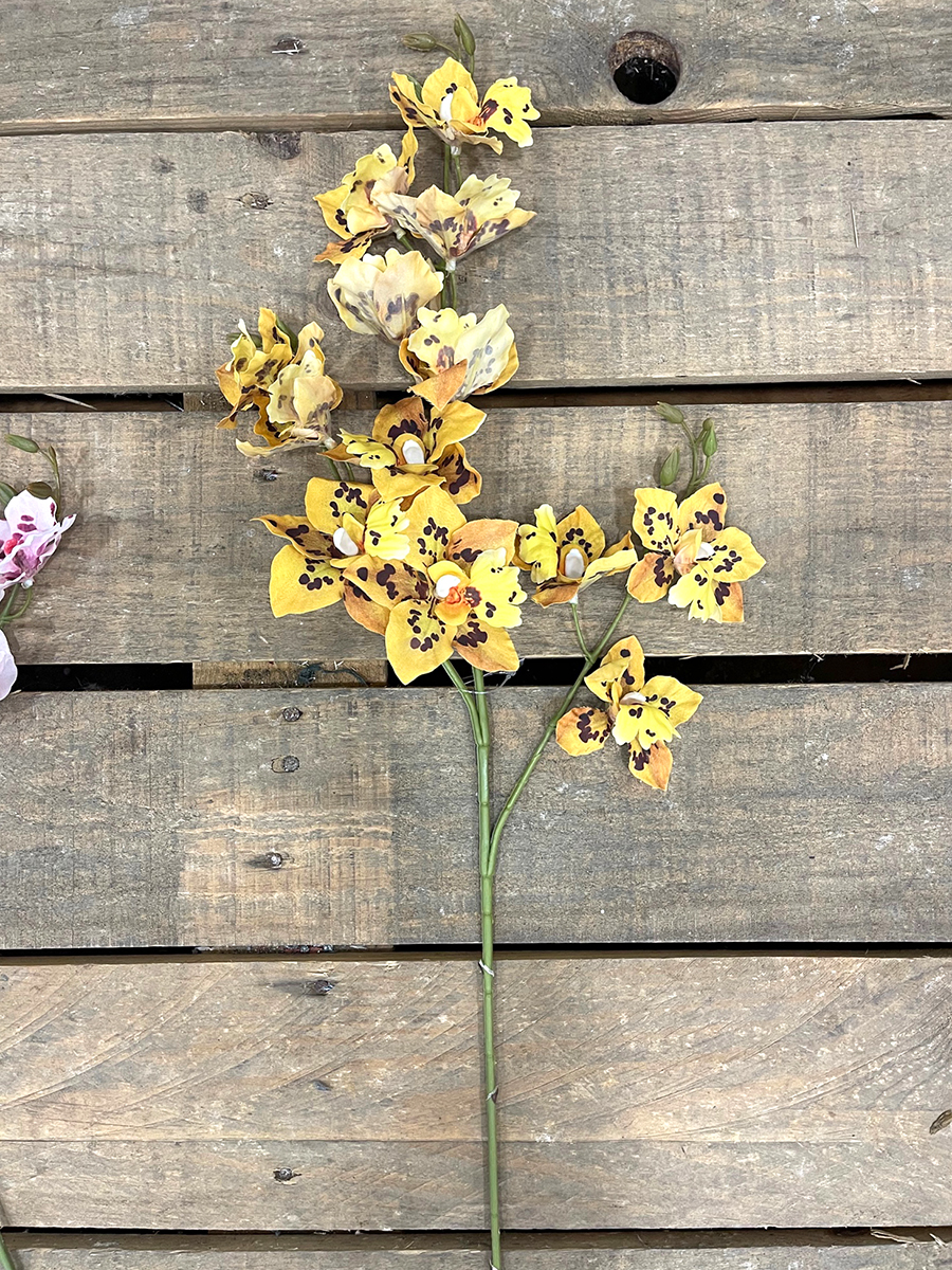 ODONTOCYDIUM X3 80CM. YELLOW