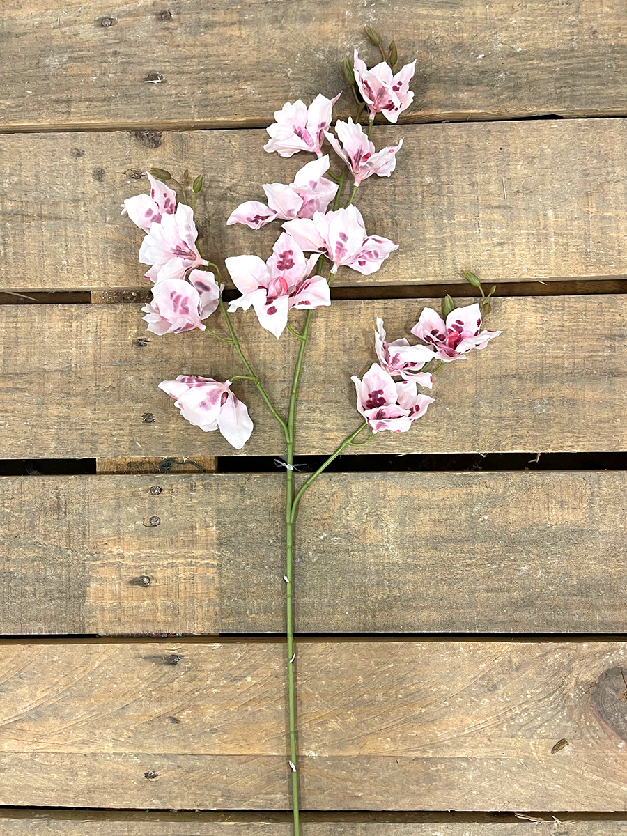 ODONTOCYDIUM X3 80CM. LT PINK