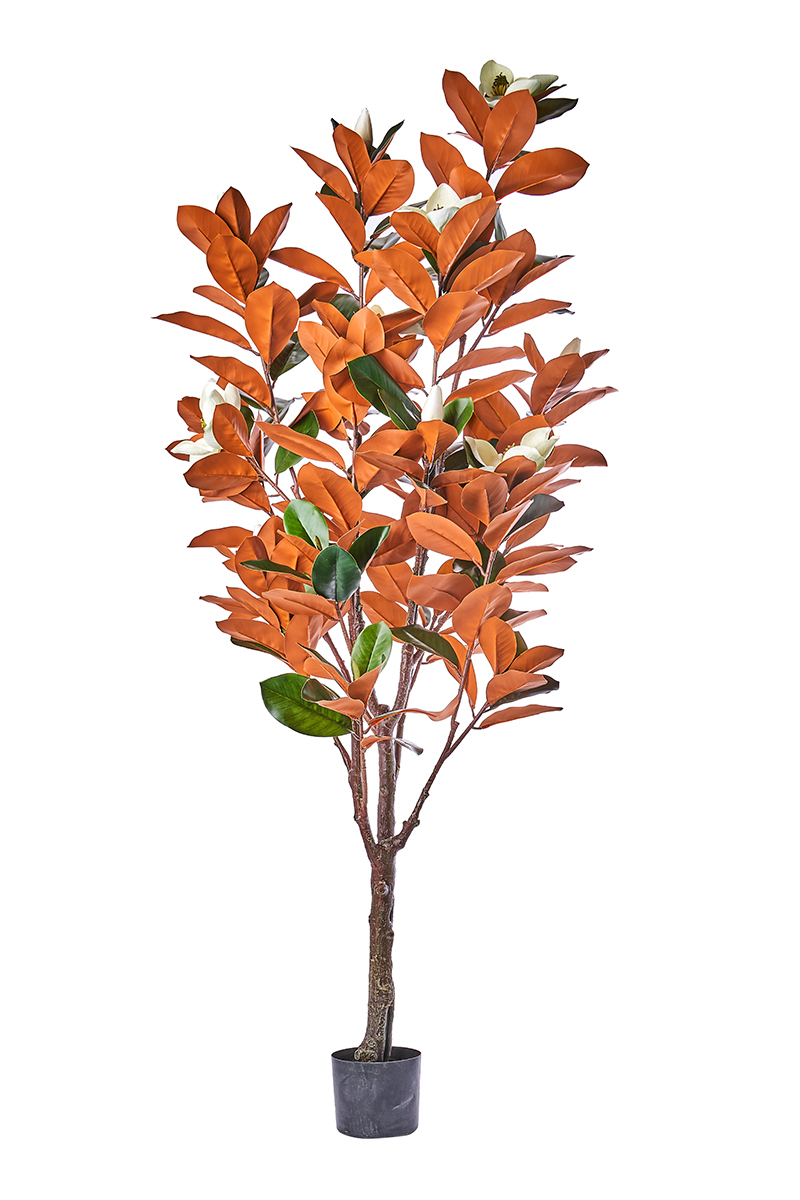 PIANTA MAGNOLIA 195CM.
