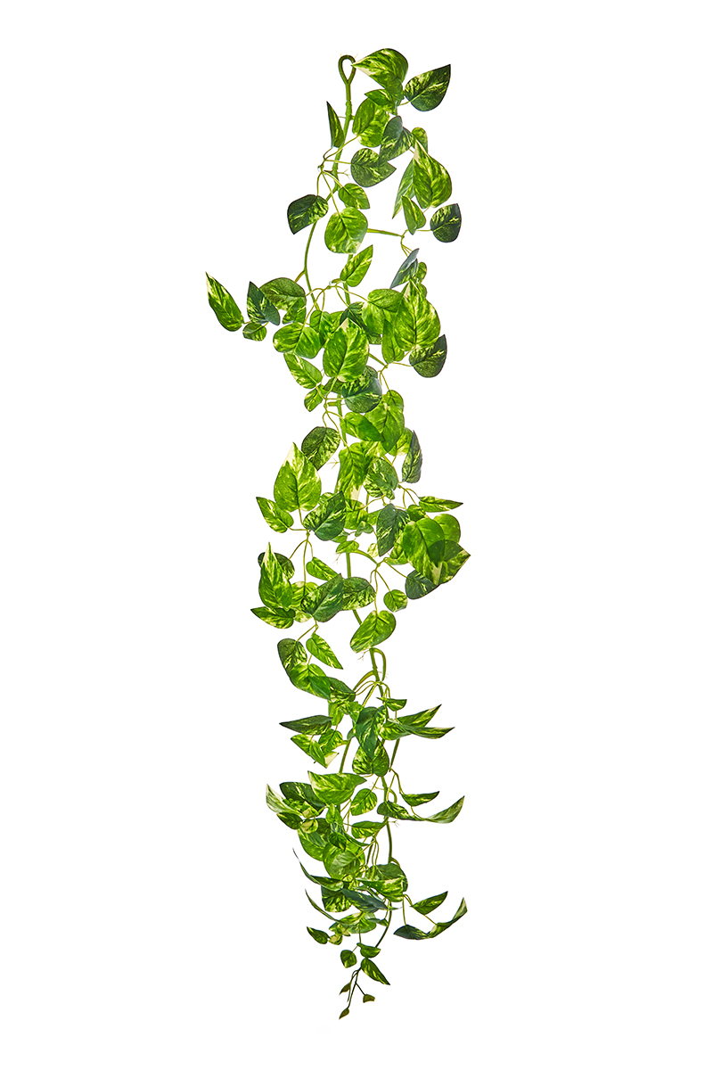 FESTONE PHOTOS 120CM. GREEN