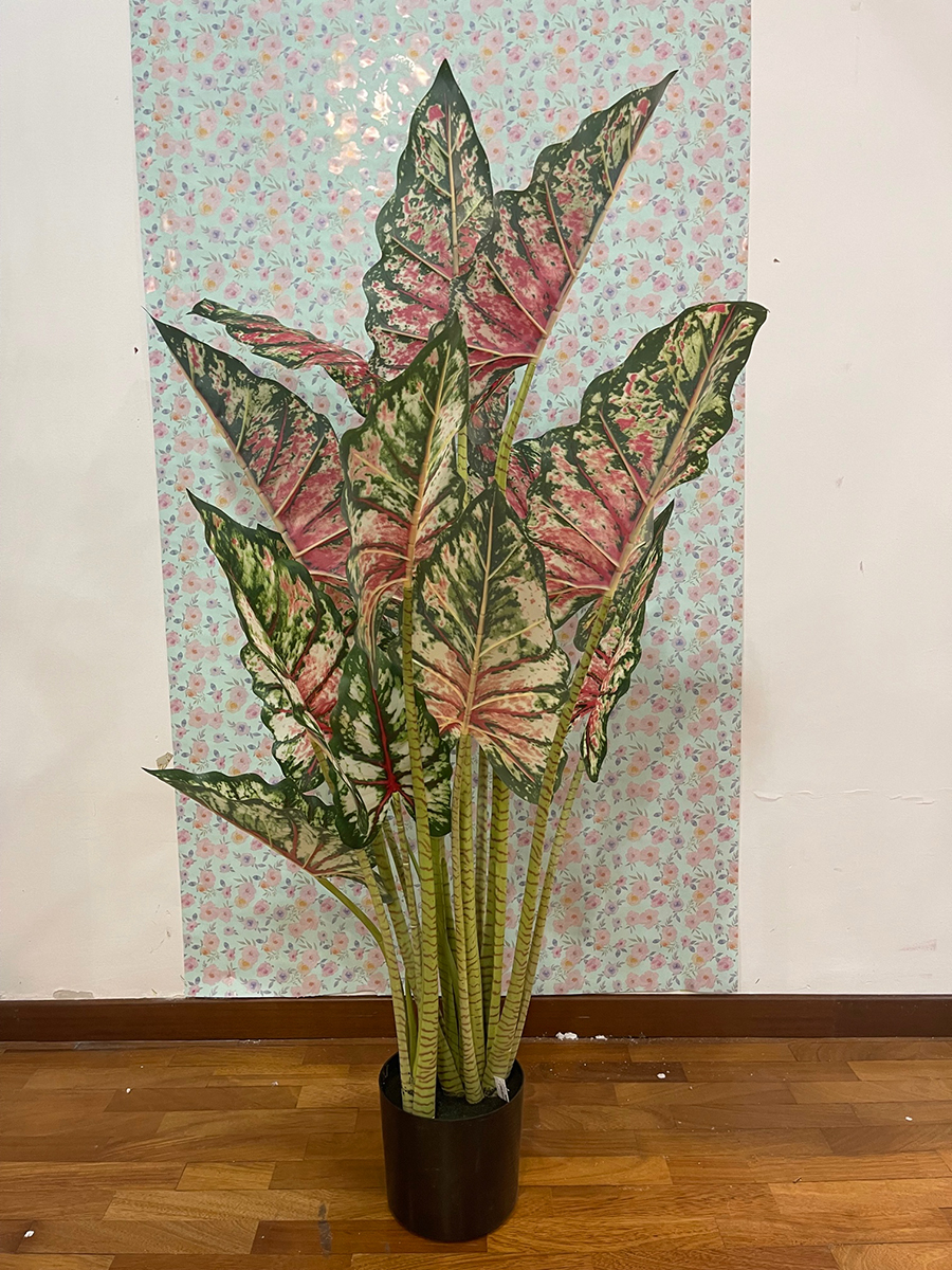 PIANTA CALADIUM IN VASO H.140CM. ROSA MIX