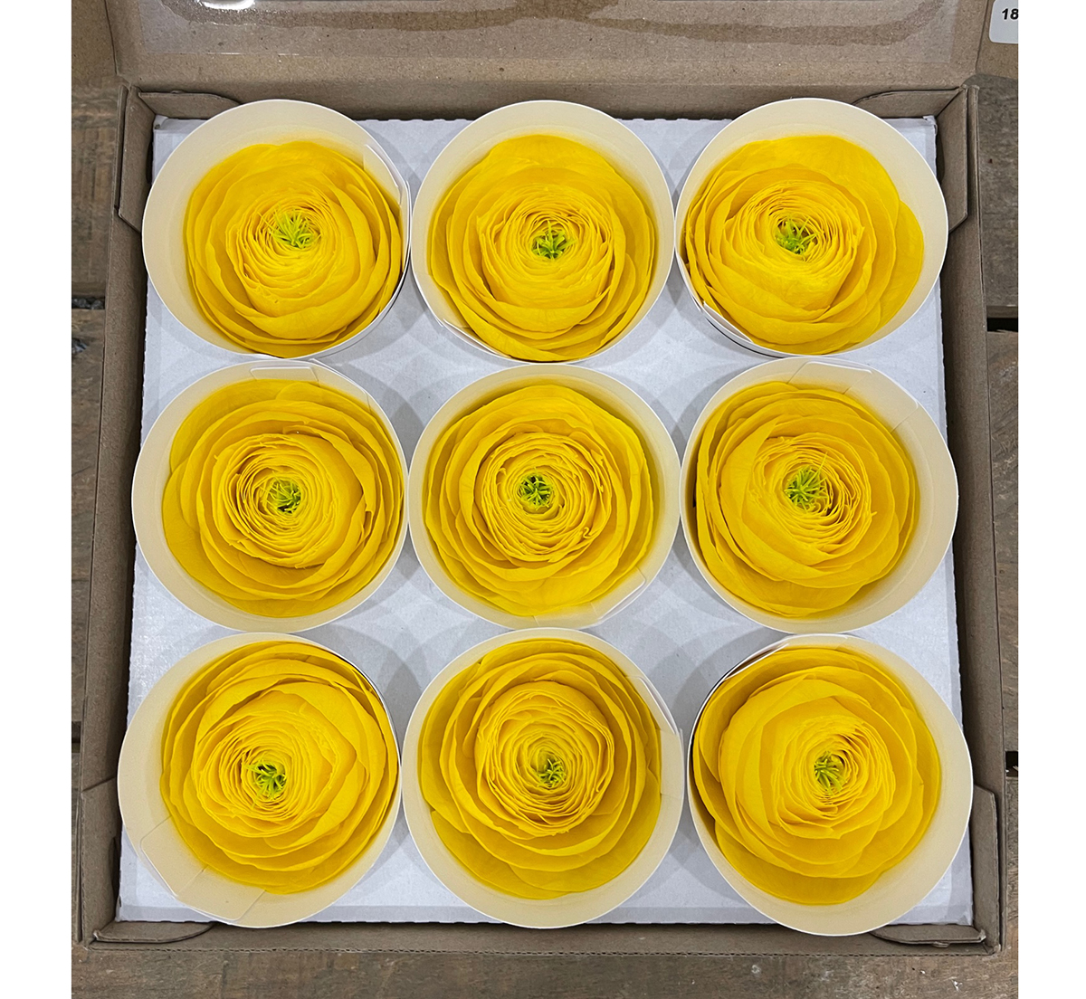 RANUNCOLI STABILIZZ. 9PZ. YEL-99 ---NETTO-------