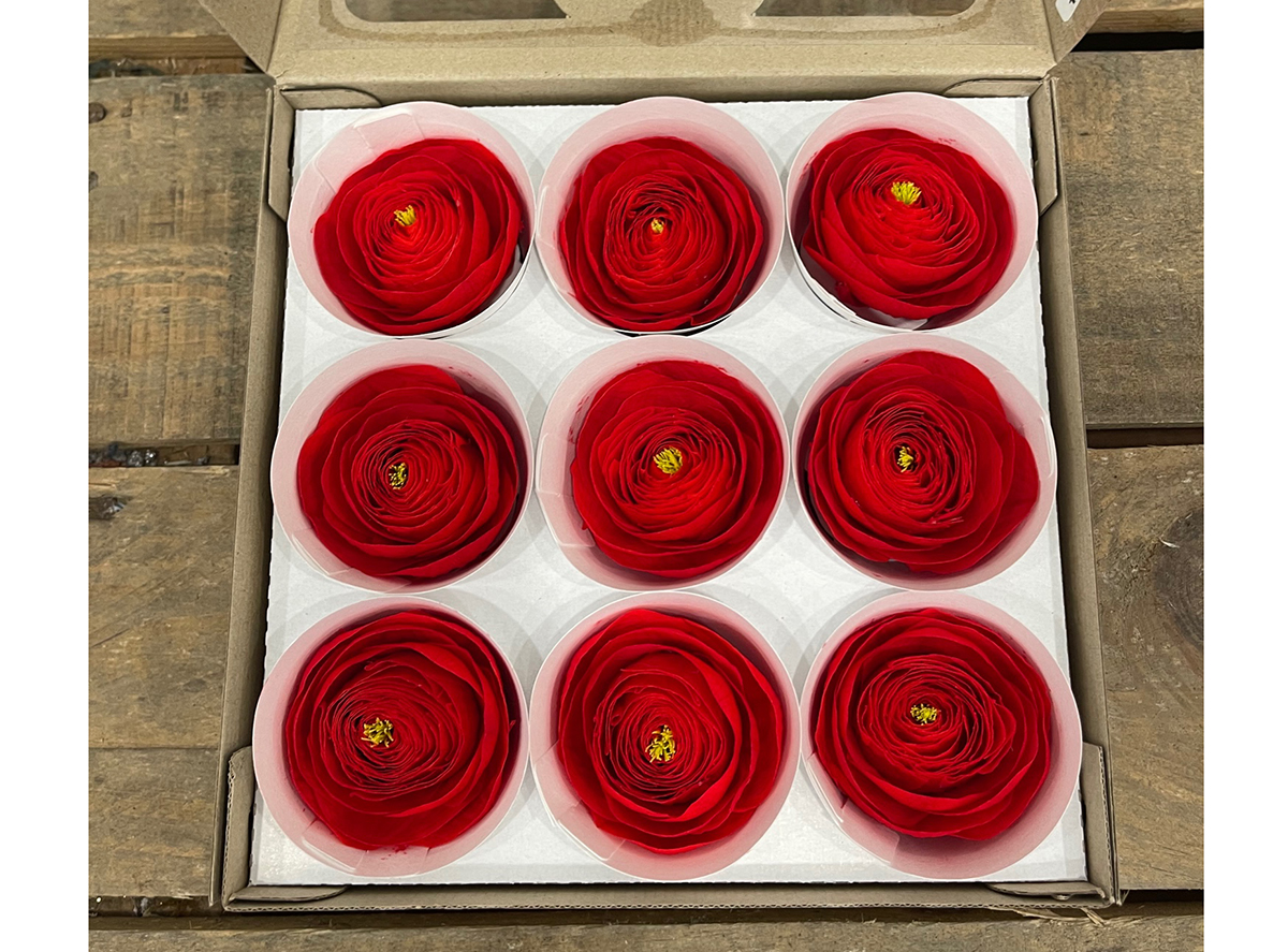 RANUNCOLI STABILIZZ. 9PZ. RED-99 ---NETTO-------