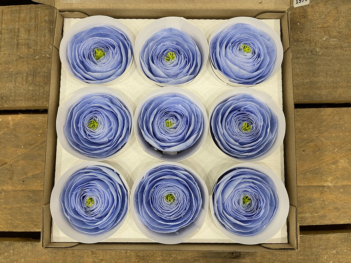 RANUNCOLI STABILIZZ. 9PZ. VIO-89 ---NETTO-------