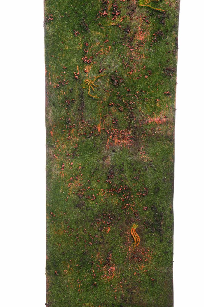 PRATO DI MUSCHIO 150X35,5CM. VERDE