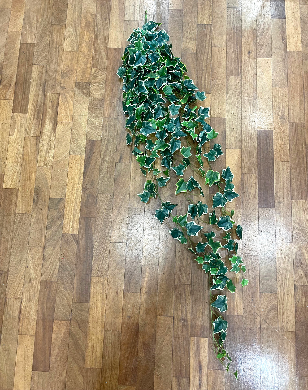 EDERA MINI BUSH 303FOGLIE 140CM. VARIEG.