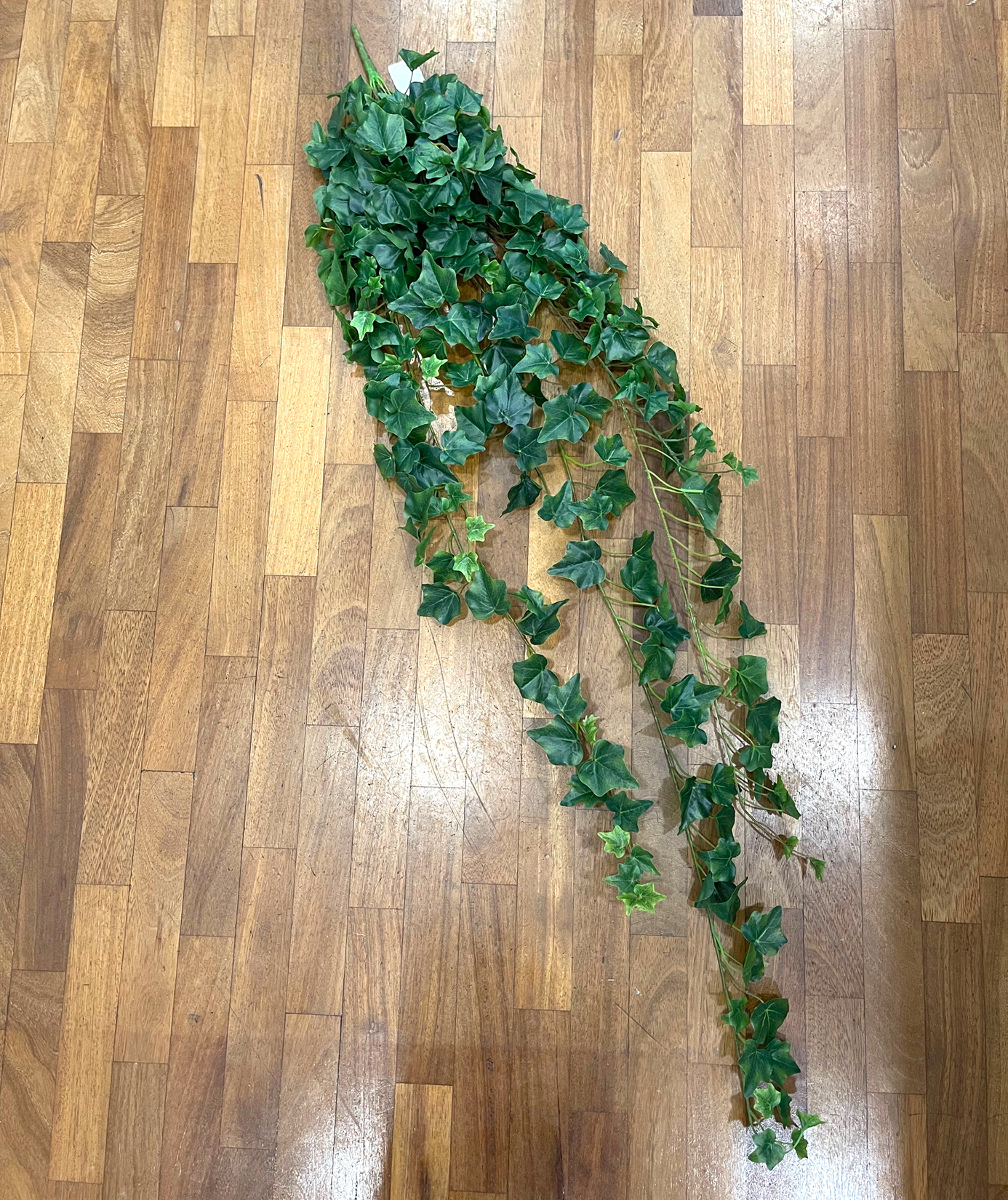 EDERA MINI BUSH 303FOGLIE 140CM. VERDE
