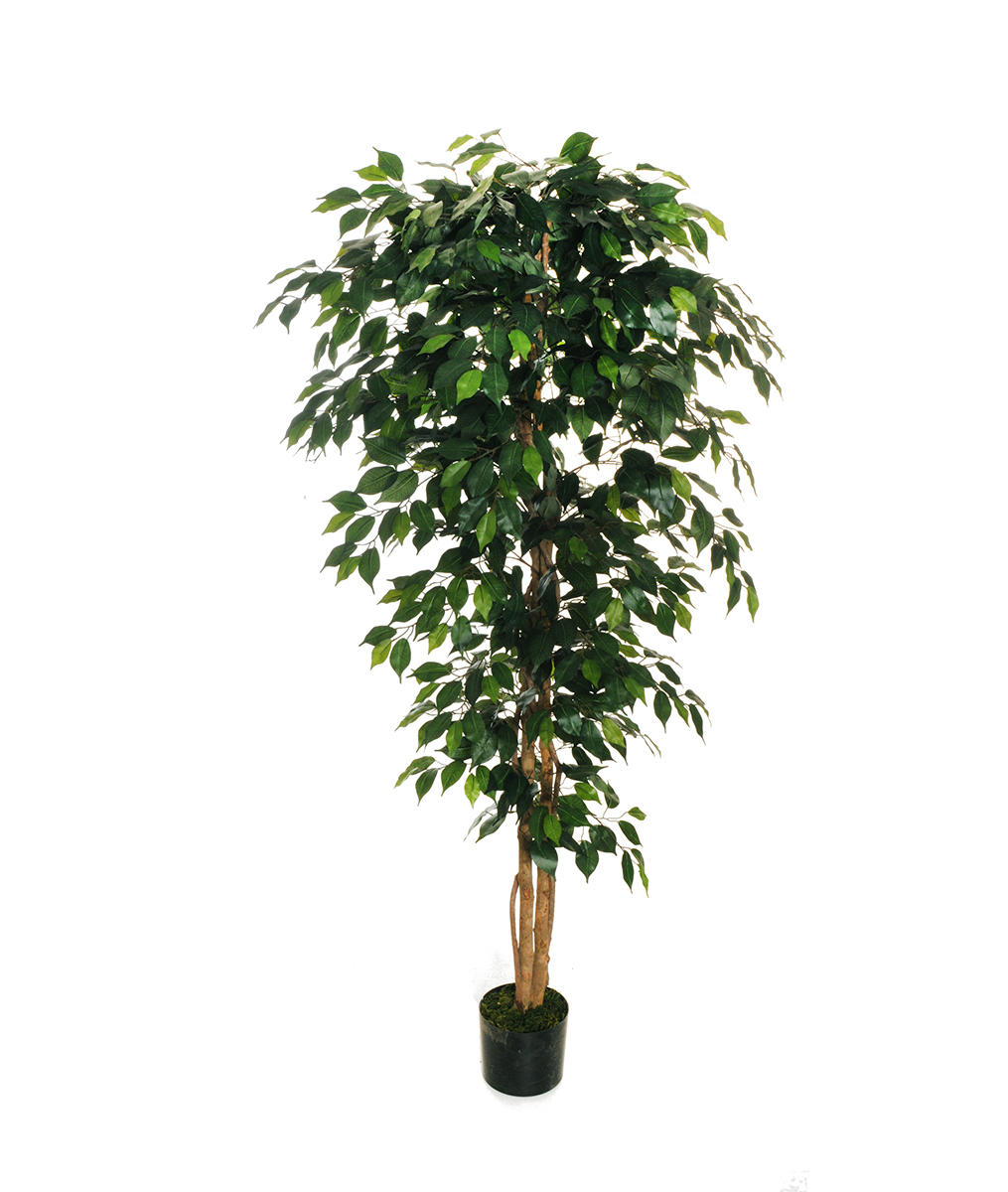 PIANTA FICUS BENJAMIN H180CM. 1176FOGLIE