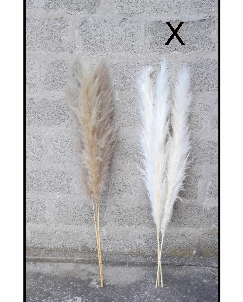 PAMPAS THAILAND 140CM. 3PZ. BIANCO