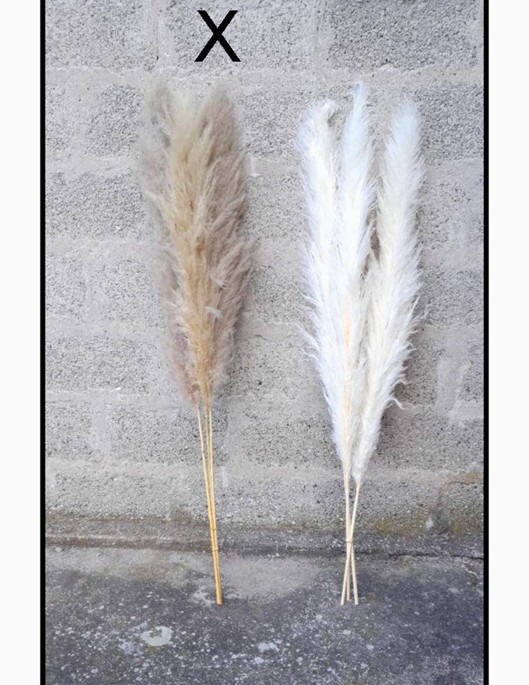 PAMPAS THAILAND 140CM. 3PZ. NATURALE