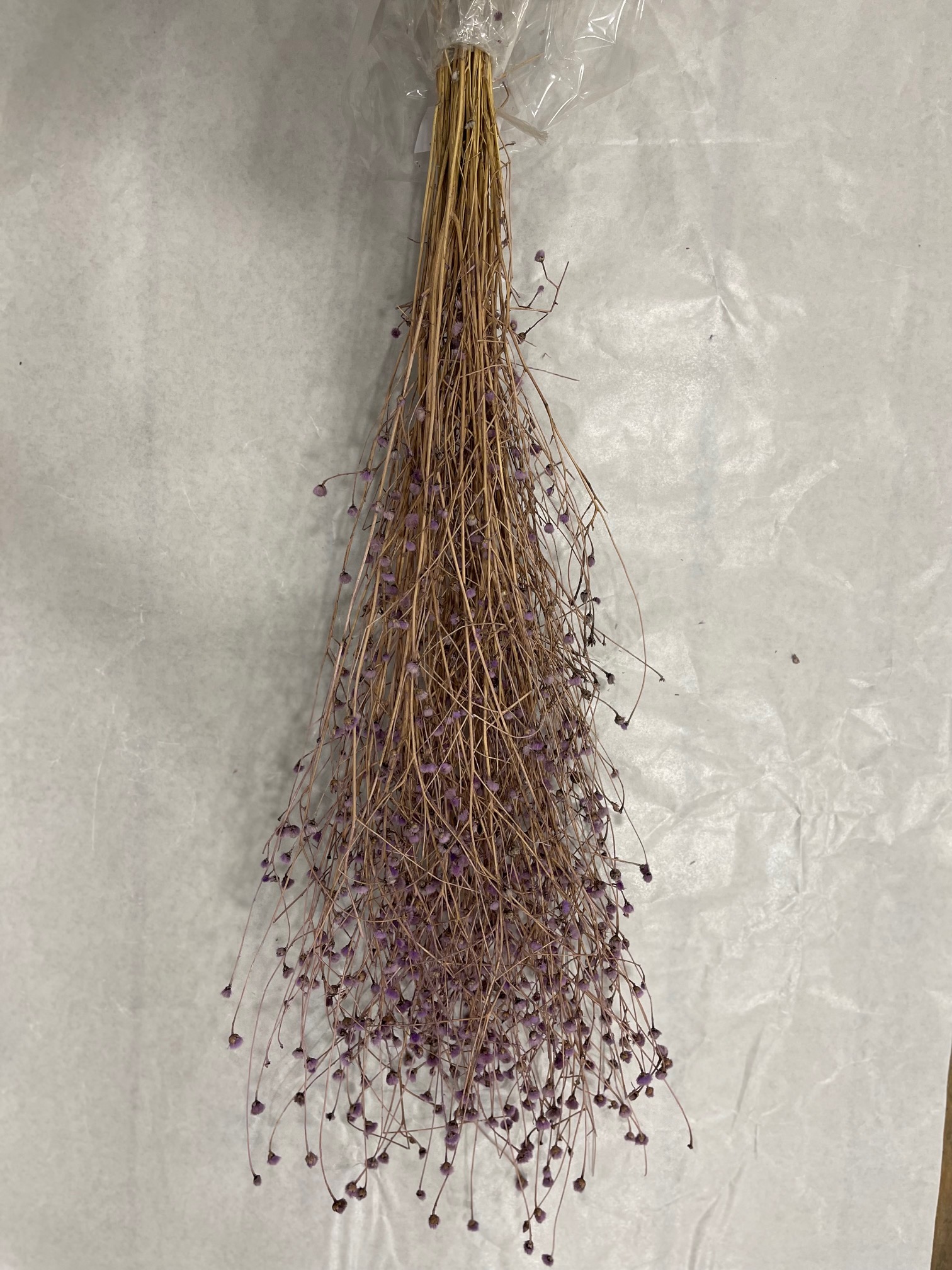 CENTAUREA MINI 100CM. 150GR. VIOLA