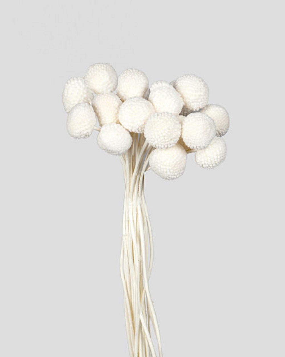 CRASPEDIA 20PZ. 70CM. BIANCO