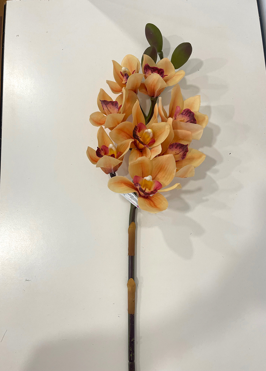 CYMBIDIUM REAL TOUCH  8 FIOR 3BOCC. 75CM. ---NETTO-------
