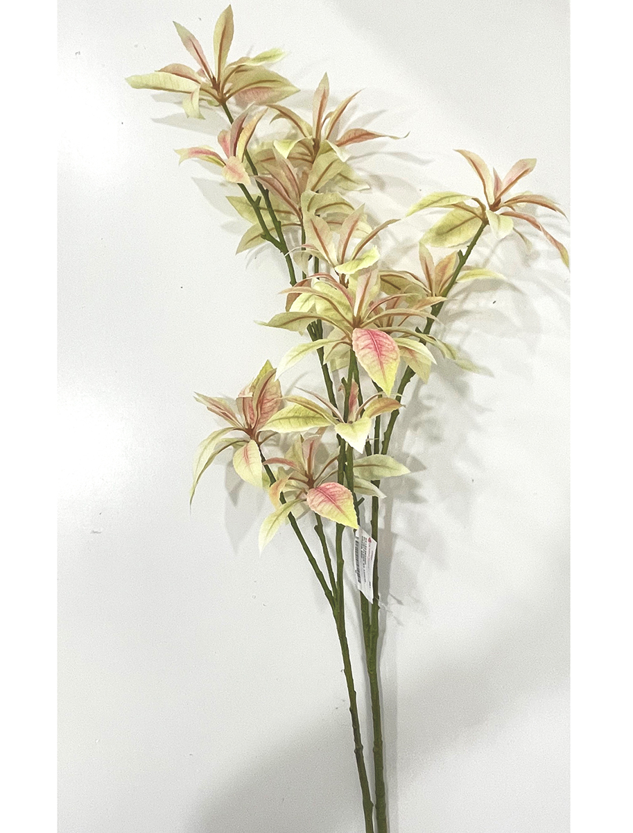 SCHEFFLERA X3 110CM. GREEN RED