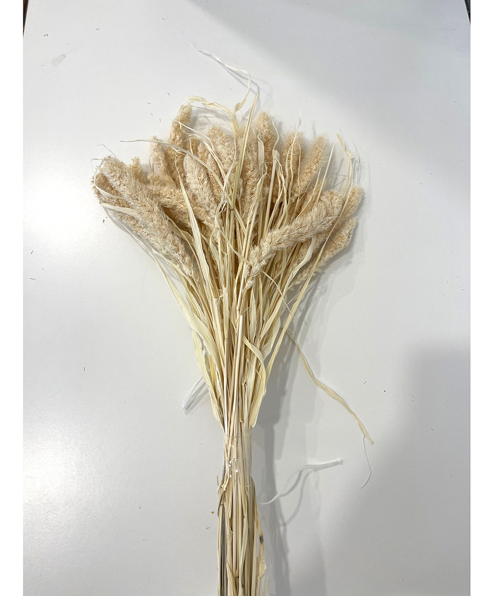 SETARIA X100GR. BIANCO