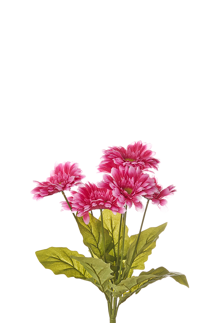 BUSH GERBERE X7 50CM. FUXIA