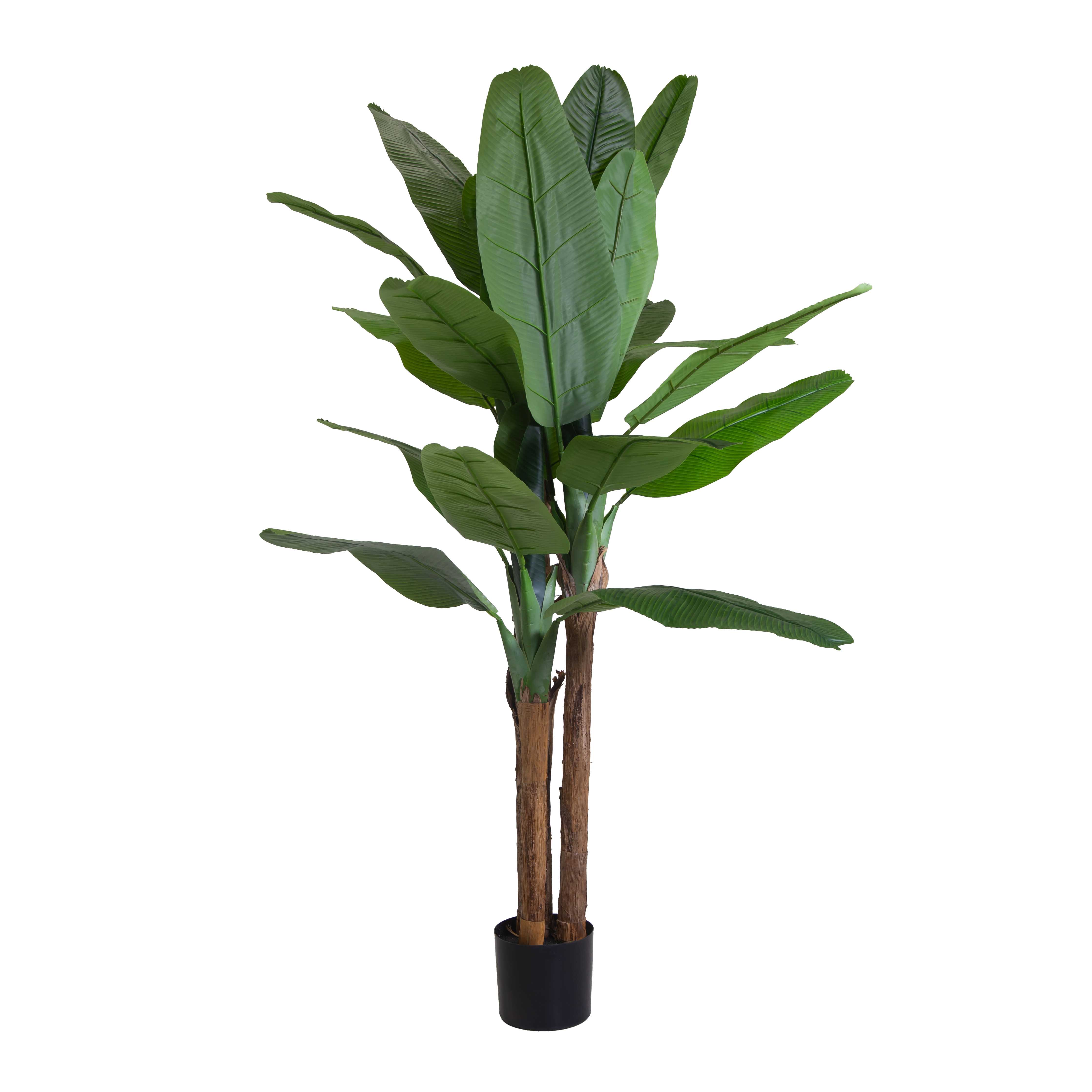 PIANTA BANANO H190CM.