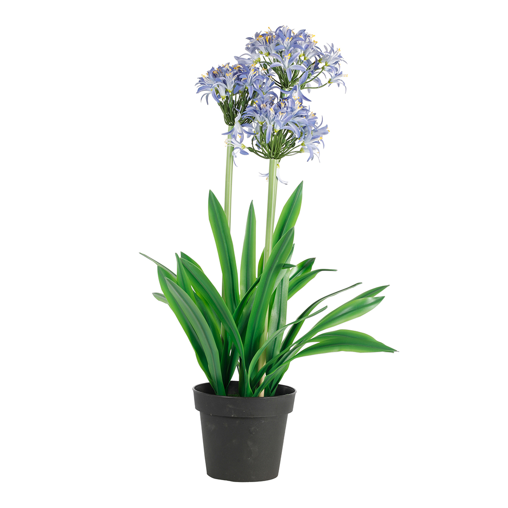 PIANTA AGAPANTHUS H85CM. LILLA