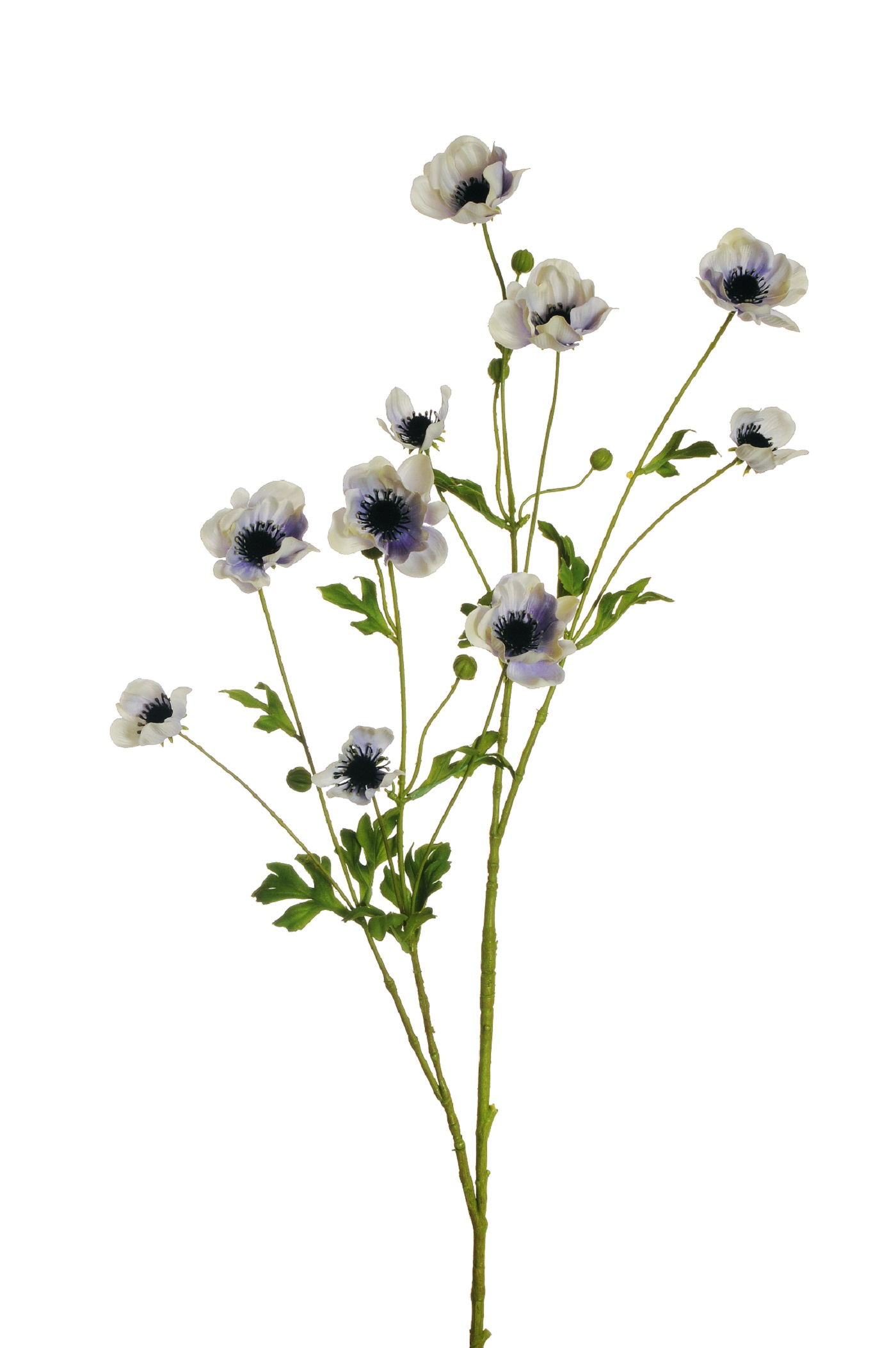 ANEMONE SPRAY 10FIORI 111CM. WH PURPLE