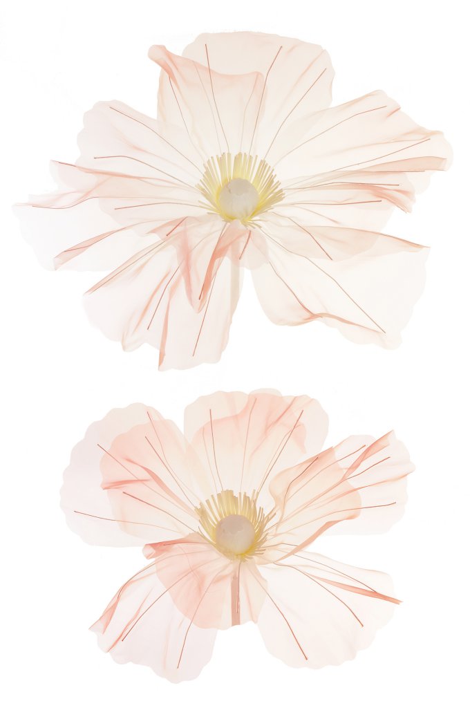FIORE GIGANTE ORGANZA 2TESTE D50-60CM. ROSA