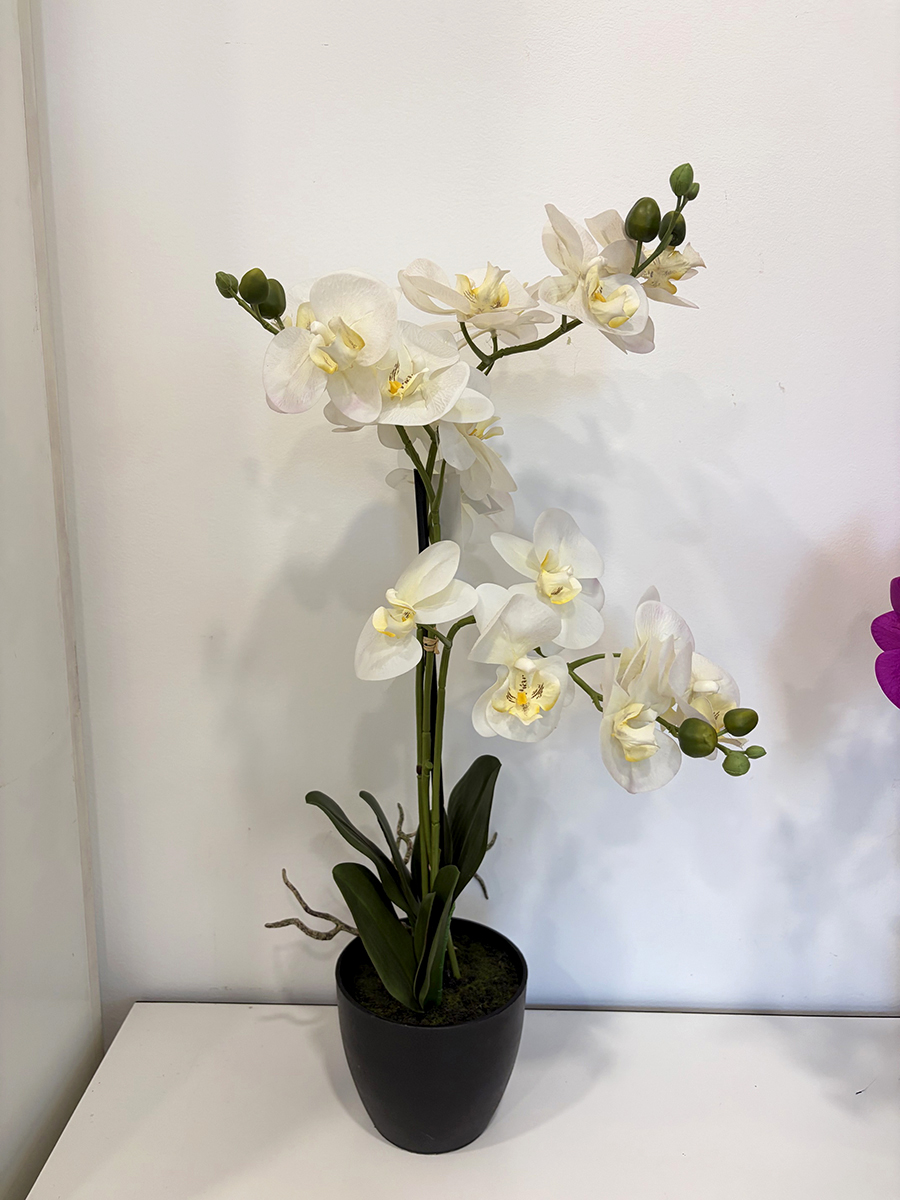 PIANTA PHALAENOPSIS 3RAMI H65CM. BIANCO