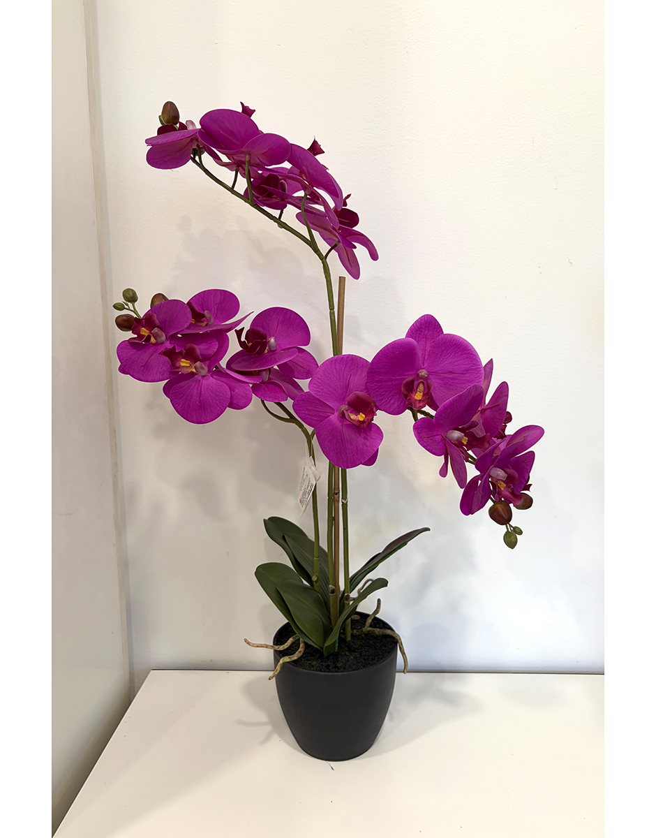 PIANTA PHALAENOPSIS 3RAMI H65CM. PURPLE
