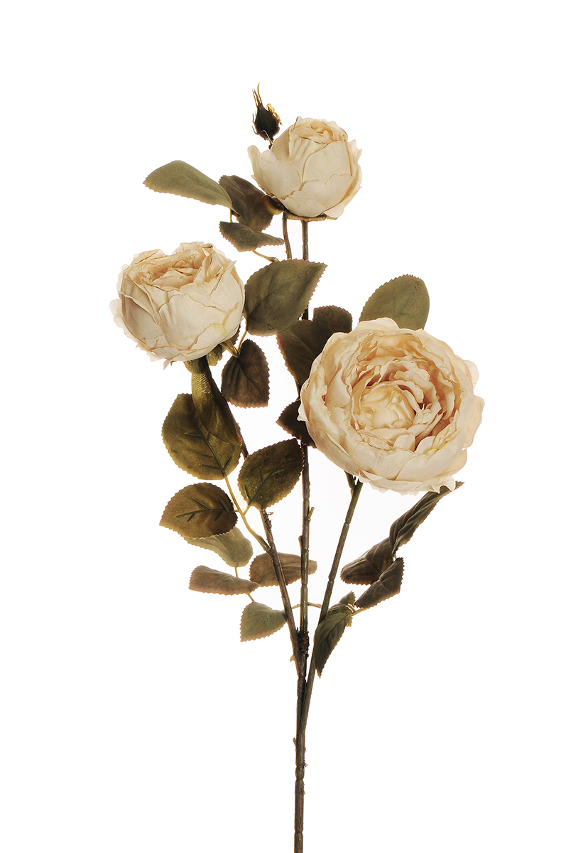 AUSTIN ROSE SPRAY X3 78CM. 2PZ. CREMA