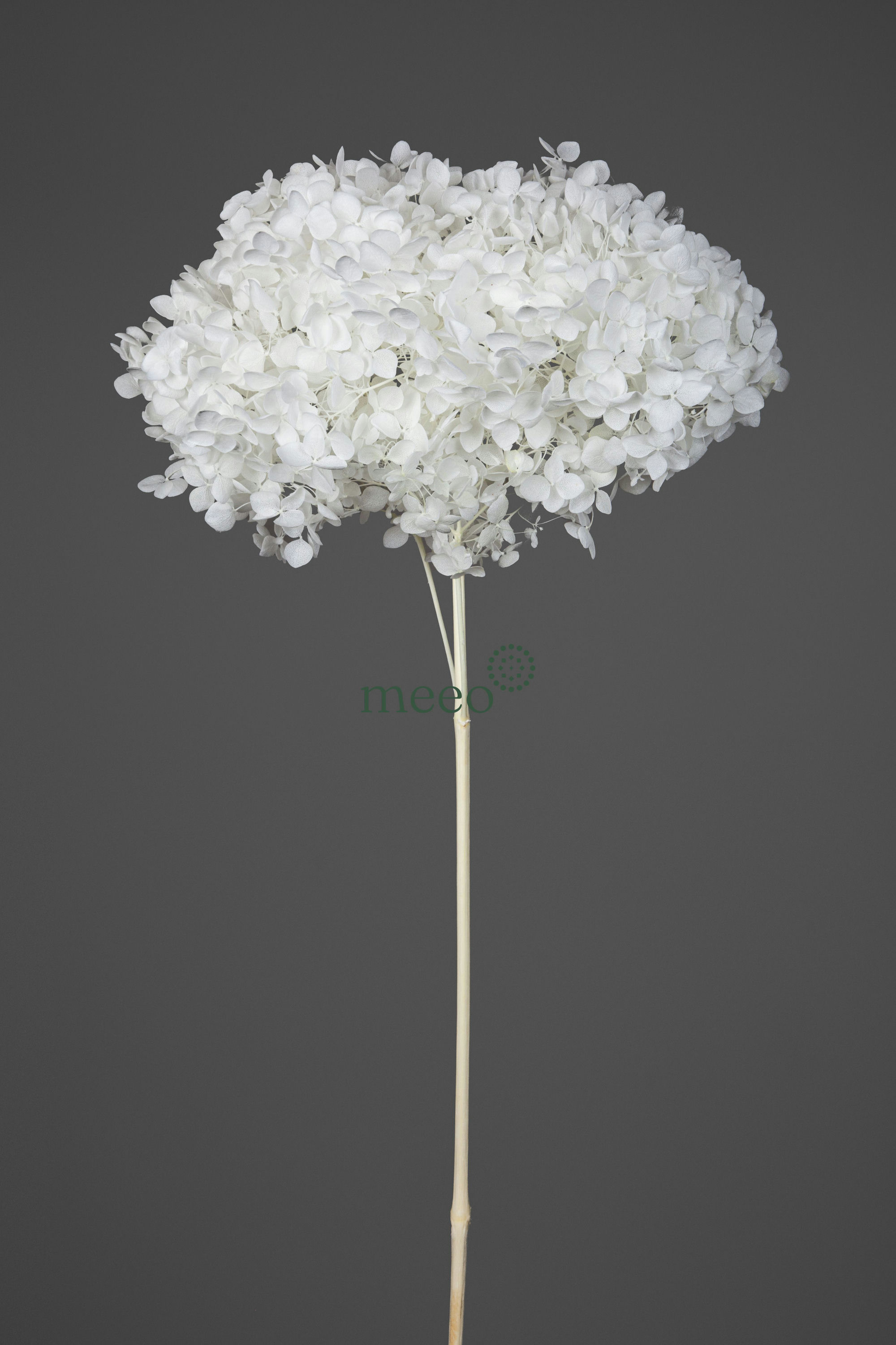 HYDRANGEA ANNABELLE D20CM. BIANCO