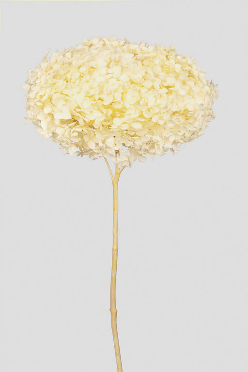 HYDRANGEA ANNABELLE D20CM. MORNIG YELLOW
