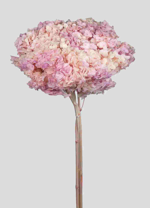HYDRANGEA ANNABELLE D20CM. CR.PINK