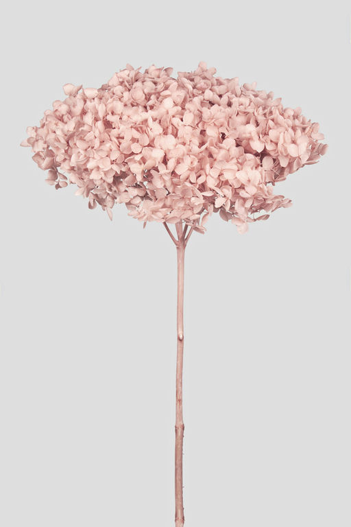 HYDRANGEA ANNABELLE D20CM. SAKURA