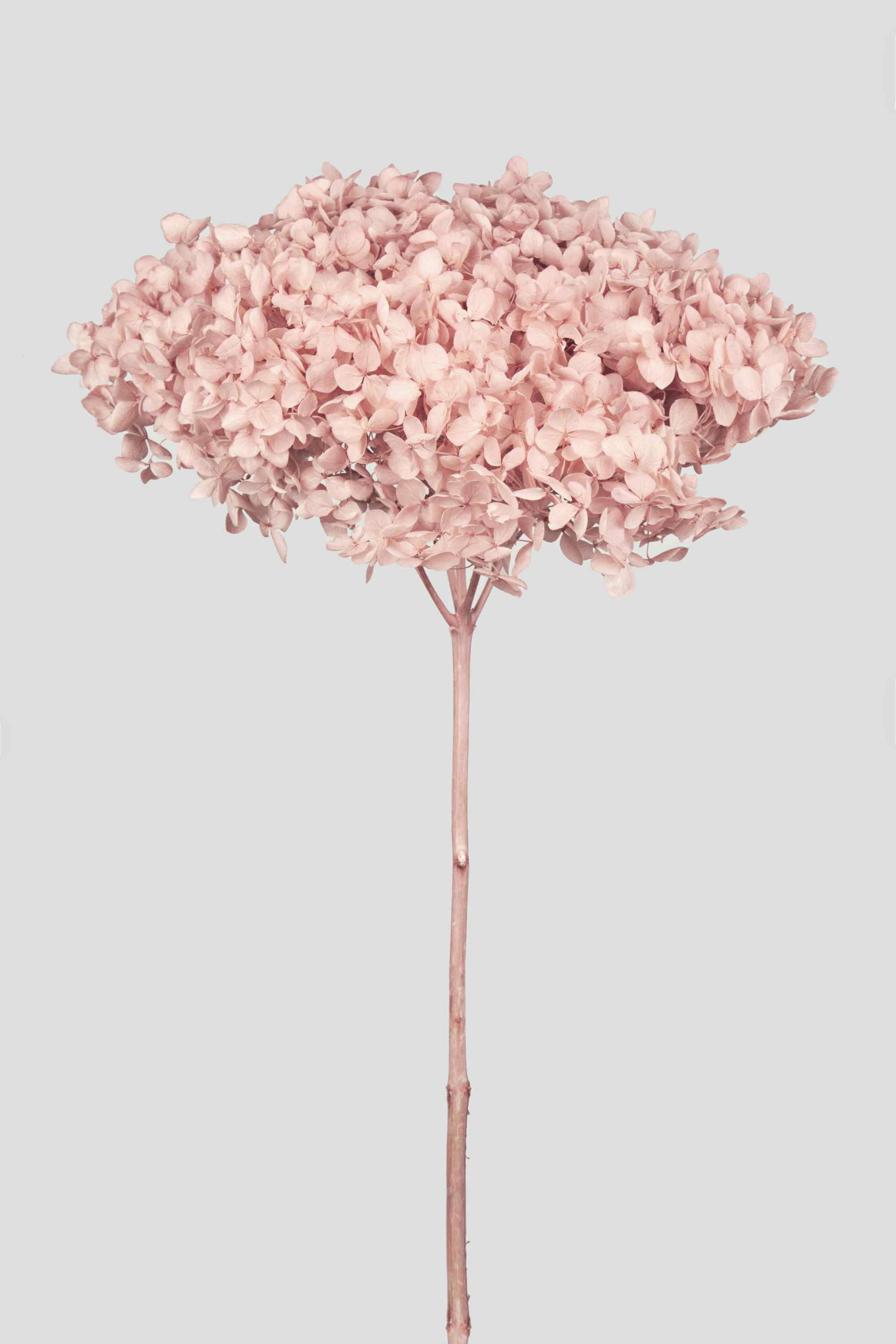 HYDRANGEA ANNABELLE D20CM. MAUVE