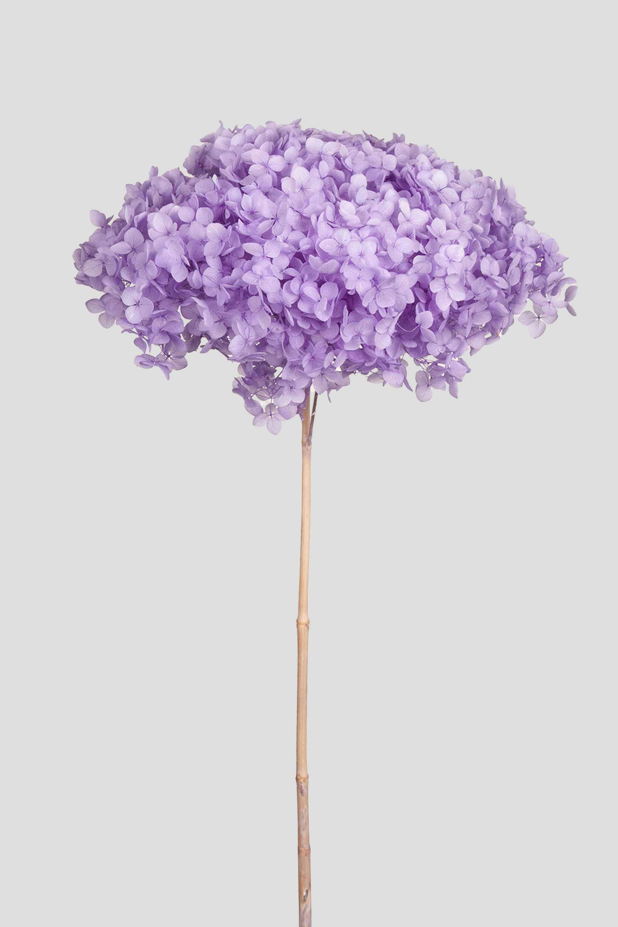 HYDRANGEA ANNABELLE D20CM. LILAC