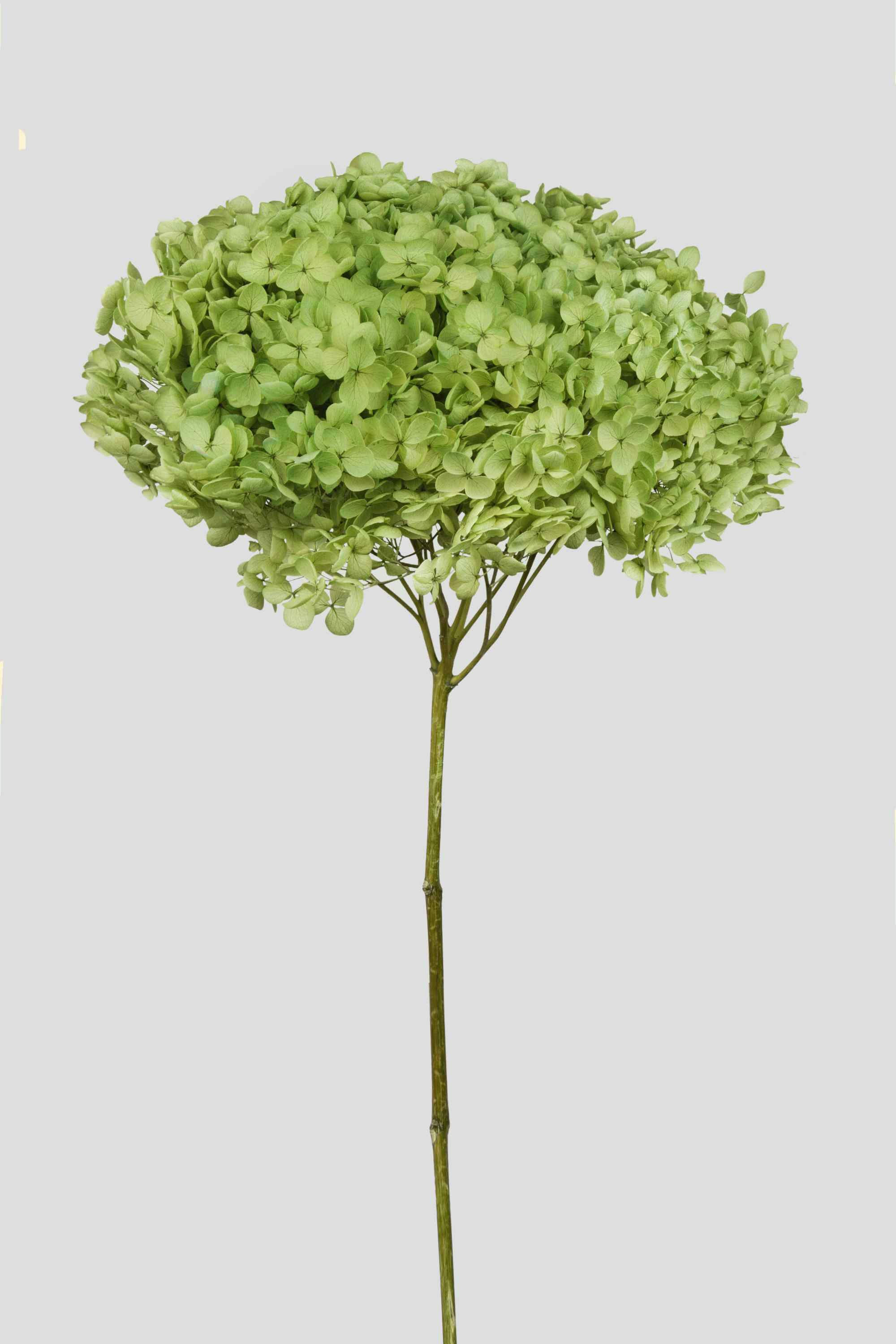 HYDRANGEA ANNABELLE D20CM. FRESH GREEN