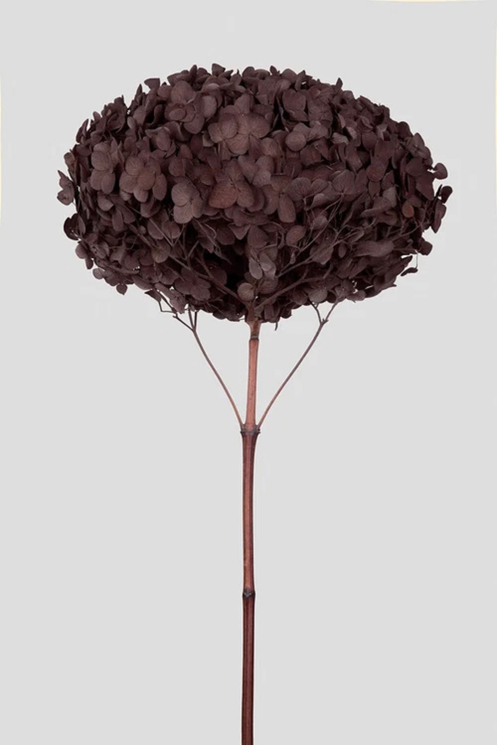 HYDRANGEA ANNABELLE D20CM. COFFEE