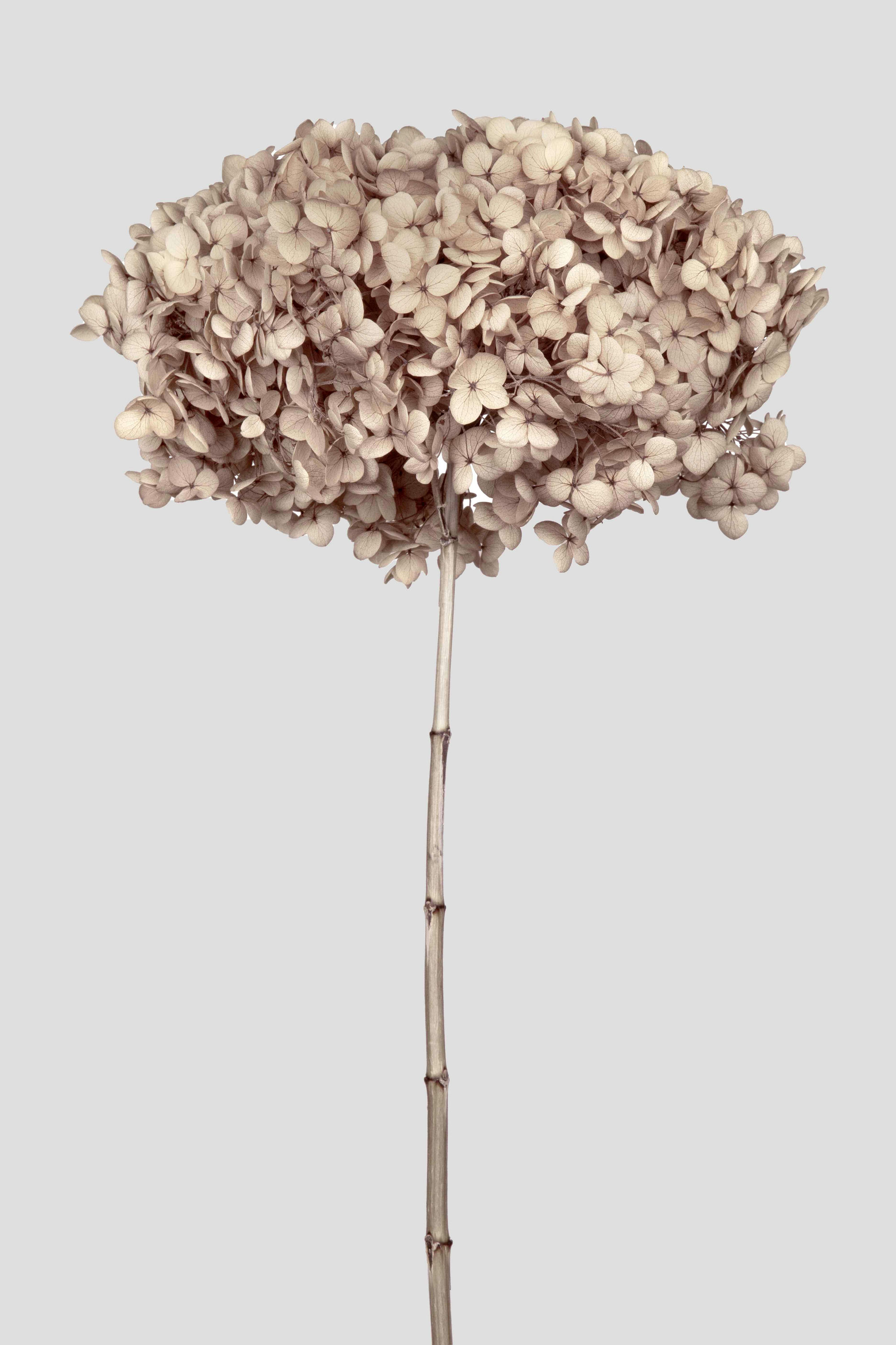 HYDRANGEA ANNABELLE D20CM. HAZELNUT