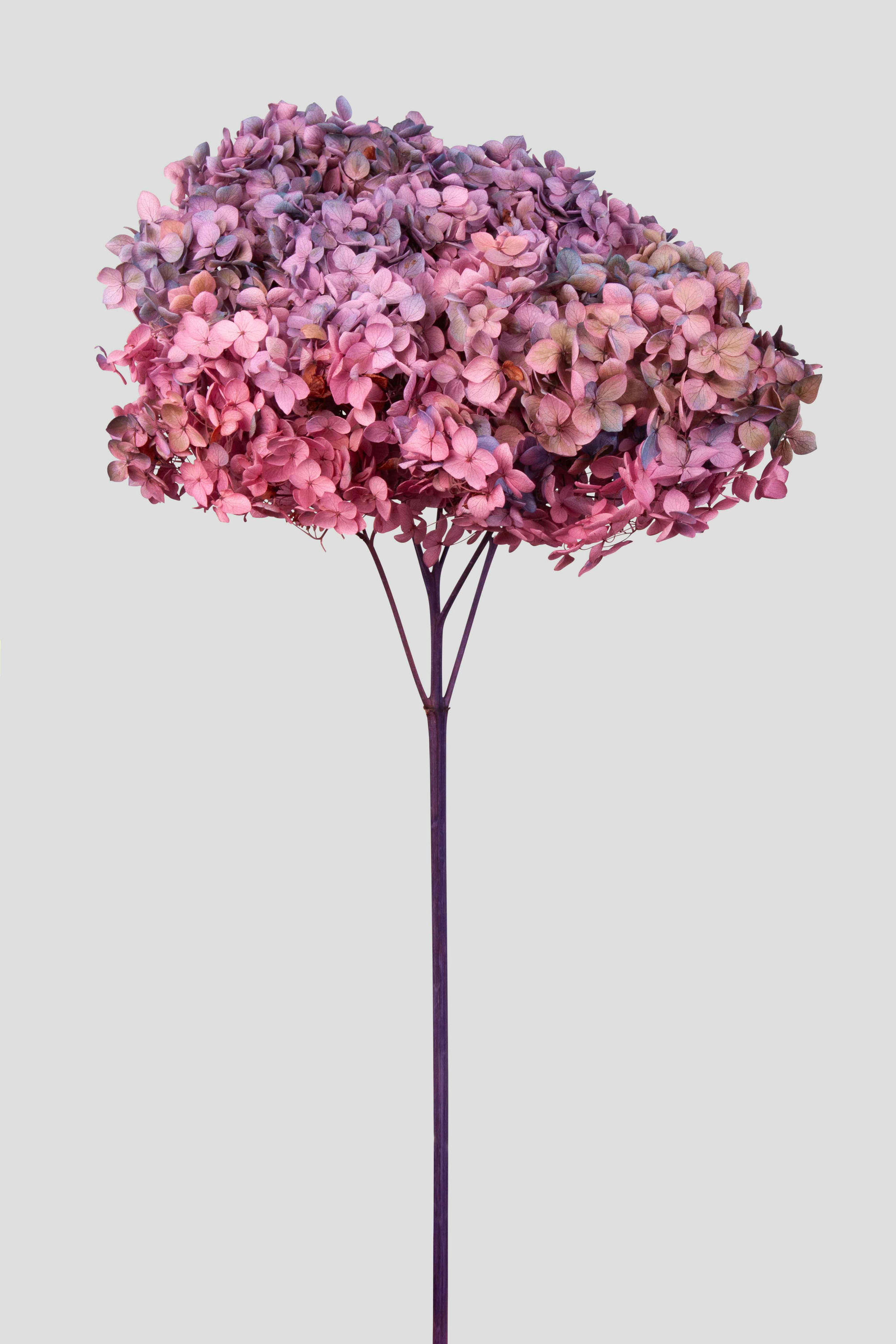 HYDRANGEA ANNABELLE D20CM. AUTUMN GRADIENT