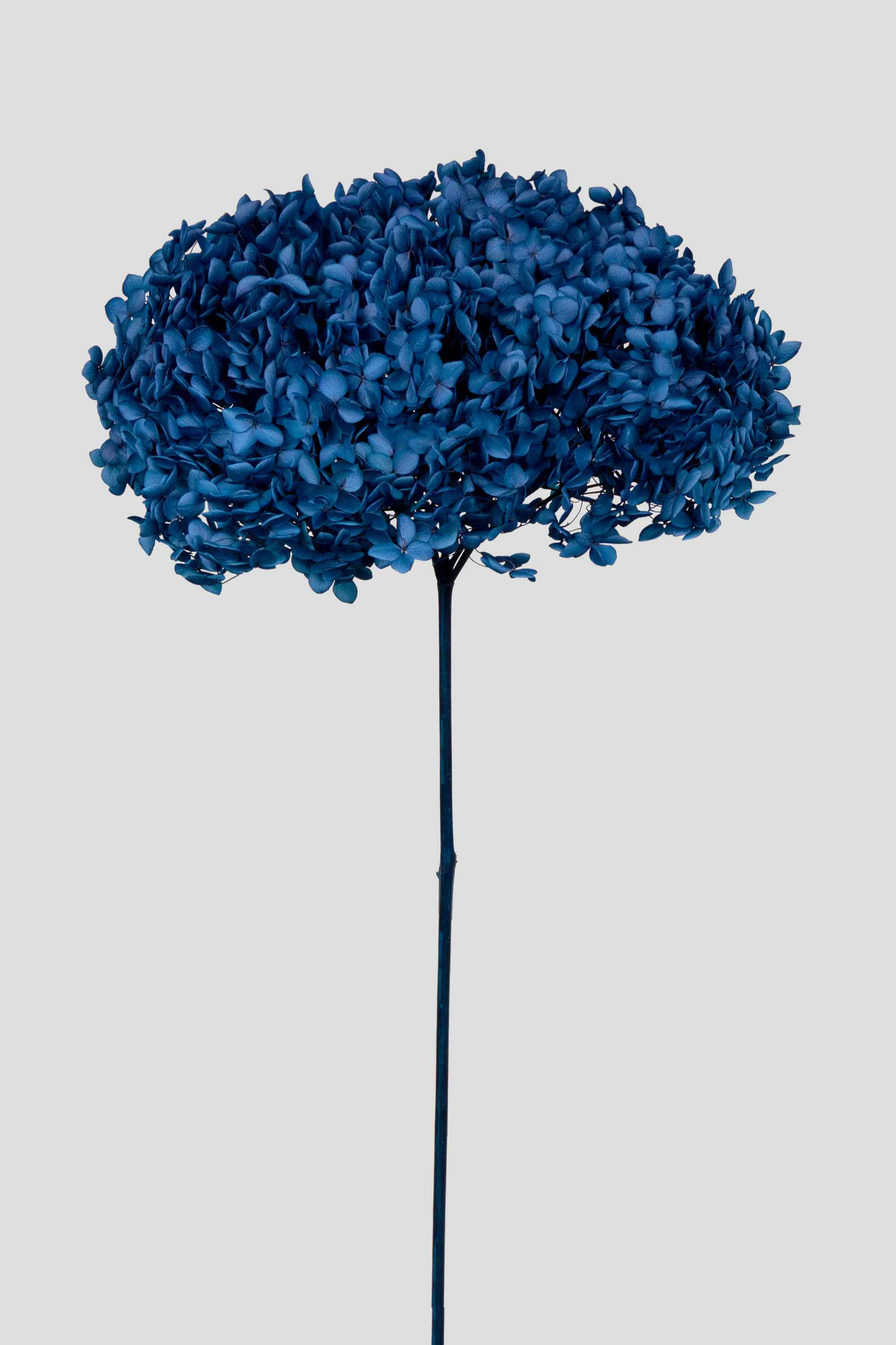 HYDRANGEA ANNABELLE D20CM. NAVY BLUE