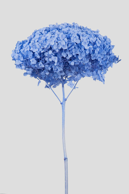 HYDRANGEA ANNABELLE D20CM. MISTY BLUE