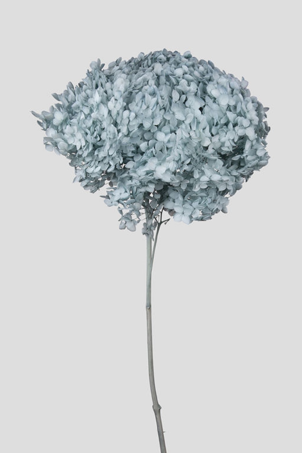 HYDRANGEA ANNABELLE D20CM. PALE BLUE